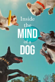 Inside the Mind of a Dog (2024) Watch HD Movies
